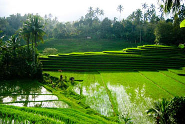 Ricefields & more